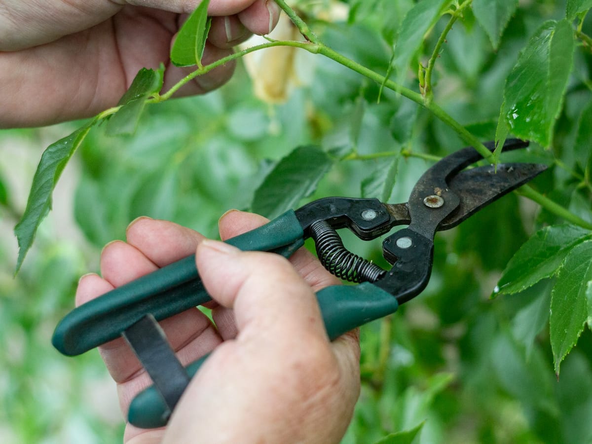 Pruning shears cutting a stem on a plant